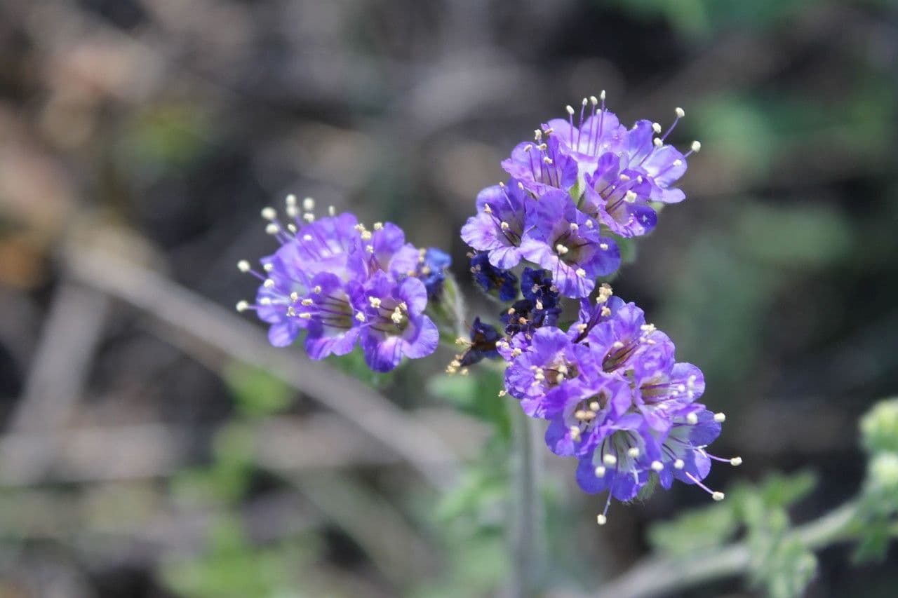 Facelia zbita 5