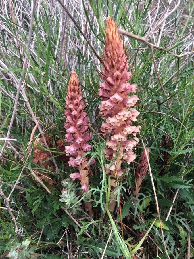 Orobanche del ginestrone 17
