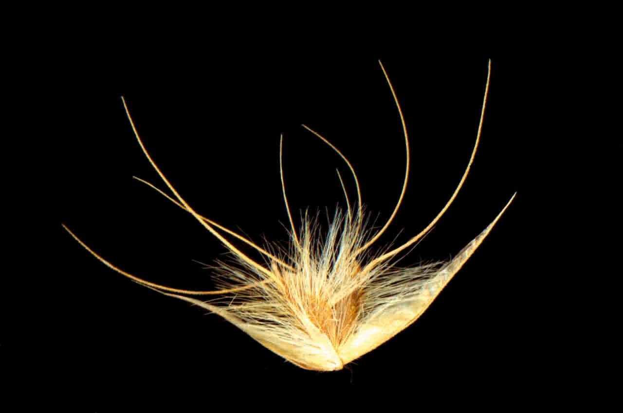 Tetrapogon 3