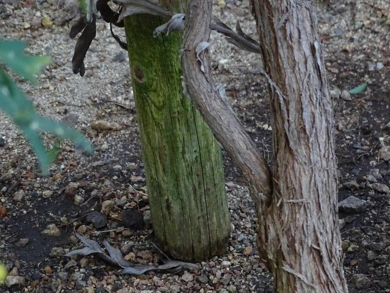 Acacia glaucoptera 17