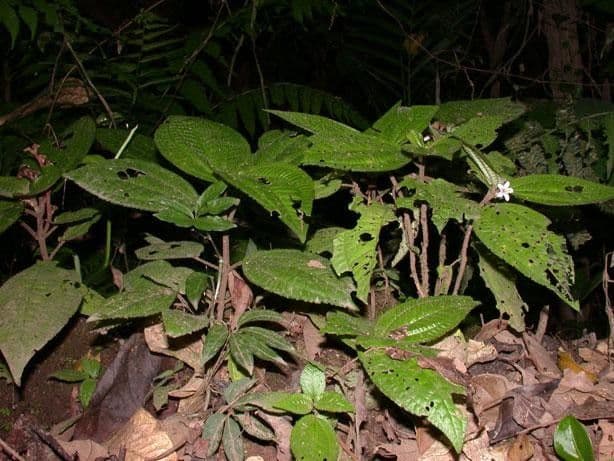 Triolena 3