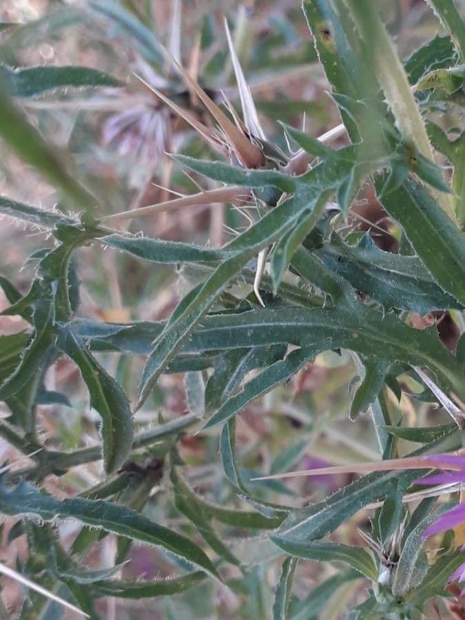 Calcatreppola 18