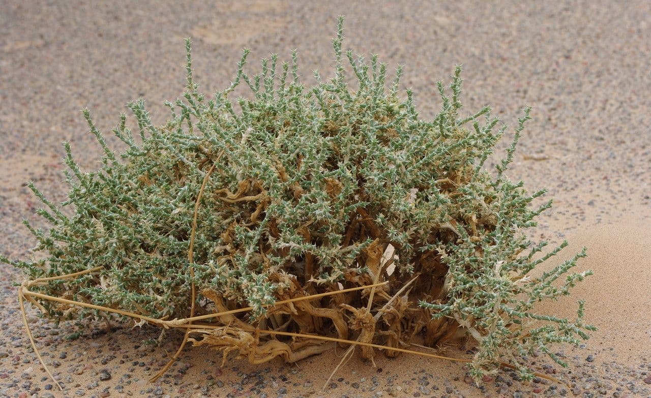 Cornulaca 2