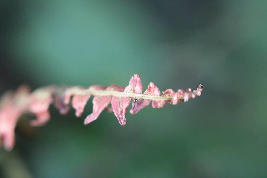 Blechnum polypodioides 4