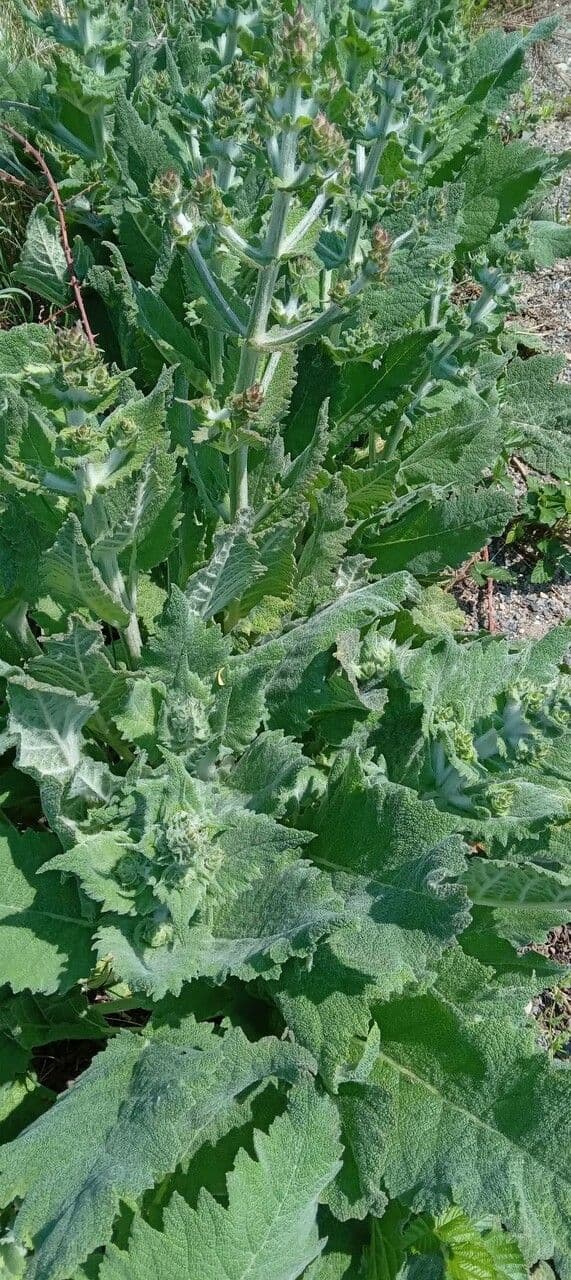 Salvia etiope 10