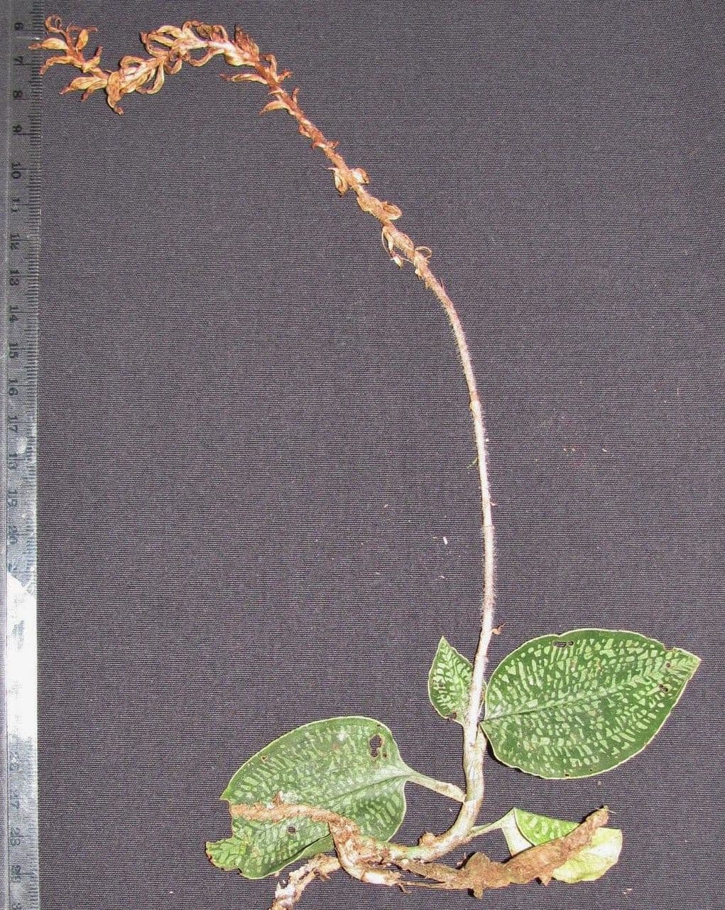 Aspidogyne 8