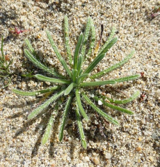 Cryptantha 8