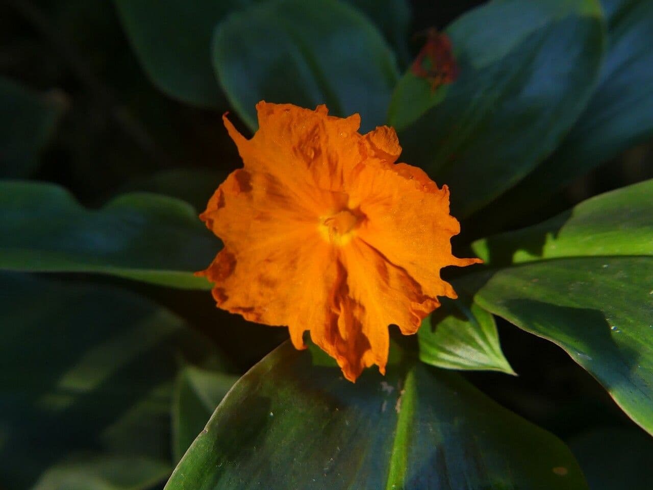 Chamaecostus 5