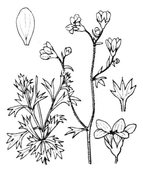 Rosetten-Steinbrech 25