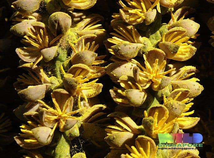 Palmier queue de poisson 6