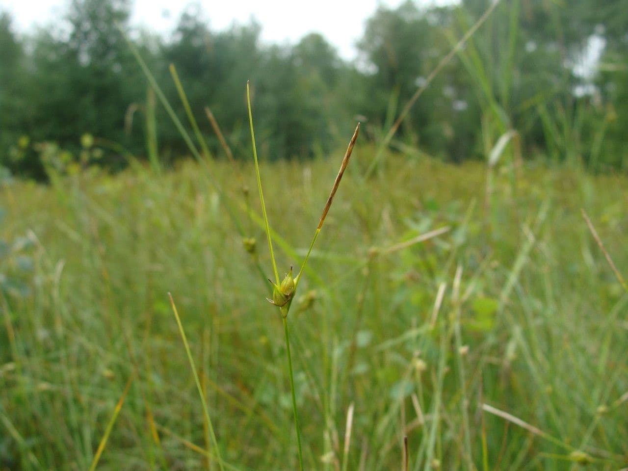 Wenigsamiger Sauerampfer 5
