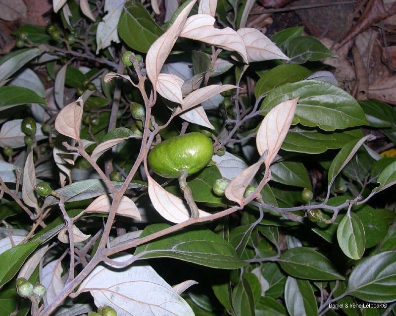Cryptocarya 5
