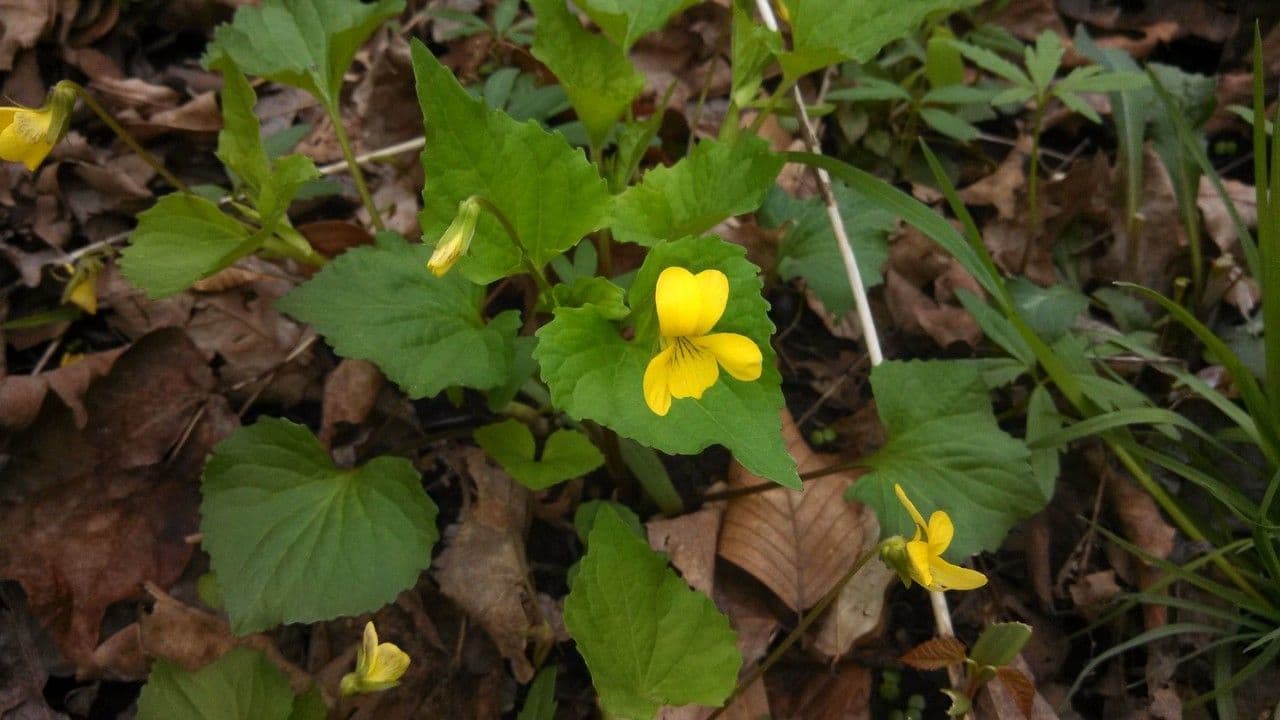 Viola hastata 10