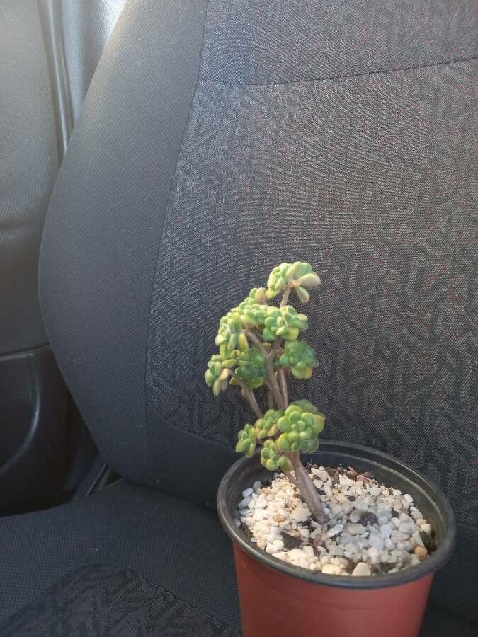 Aeonium lindleyi 14