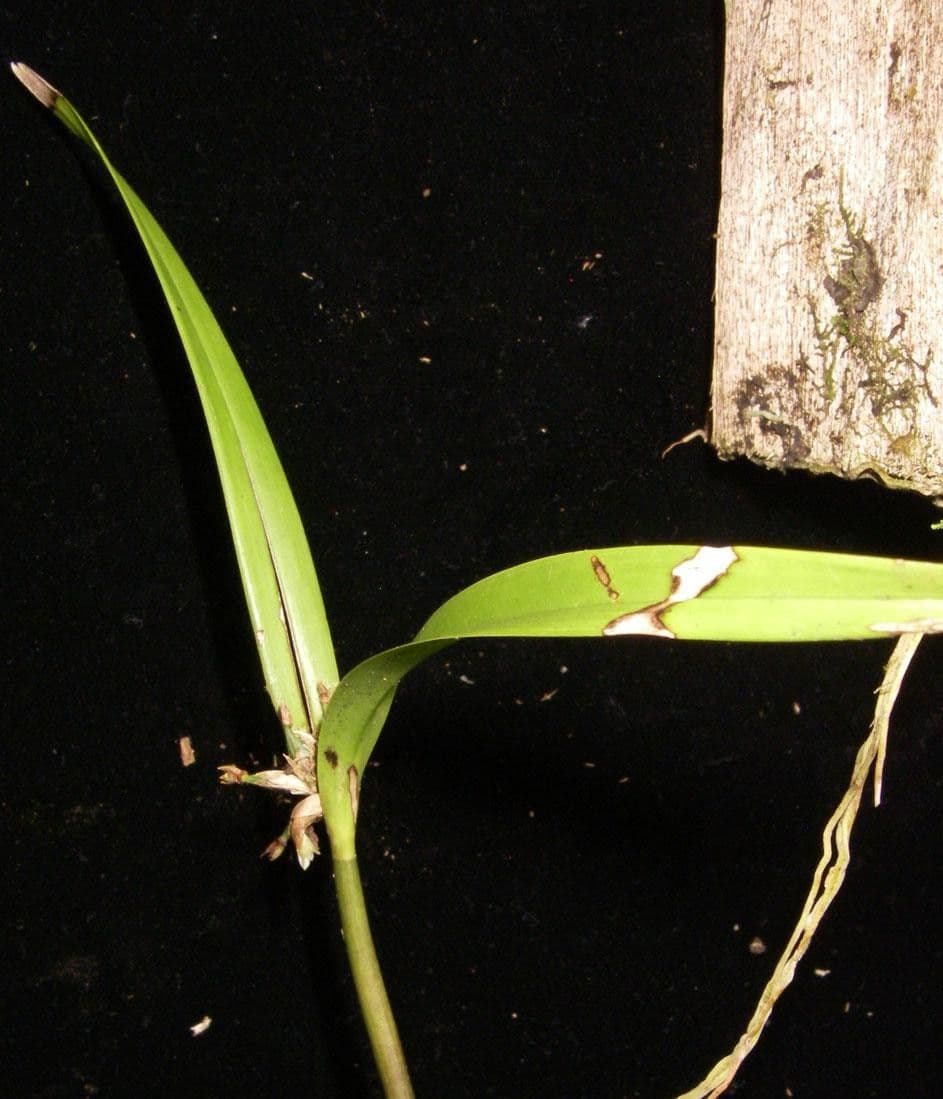 Scaphyglottis 15