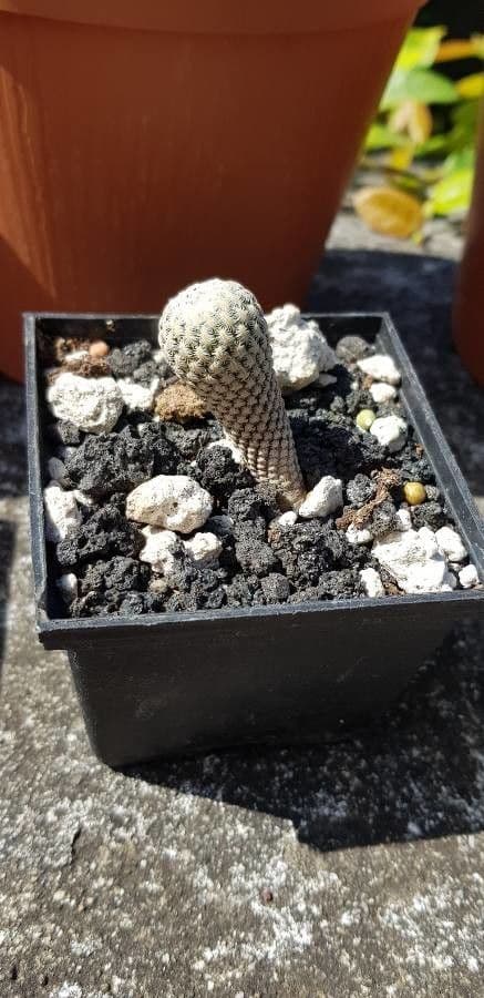 Mammillaria