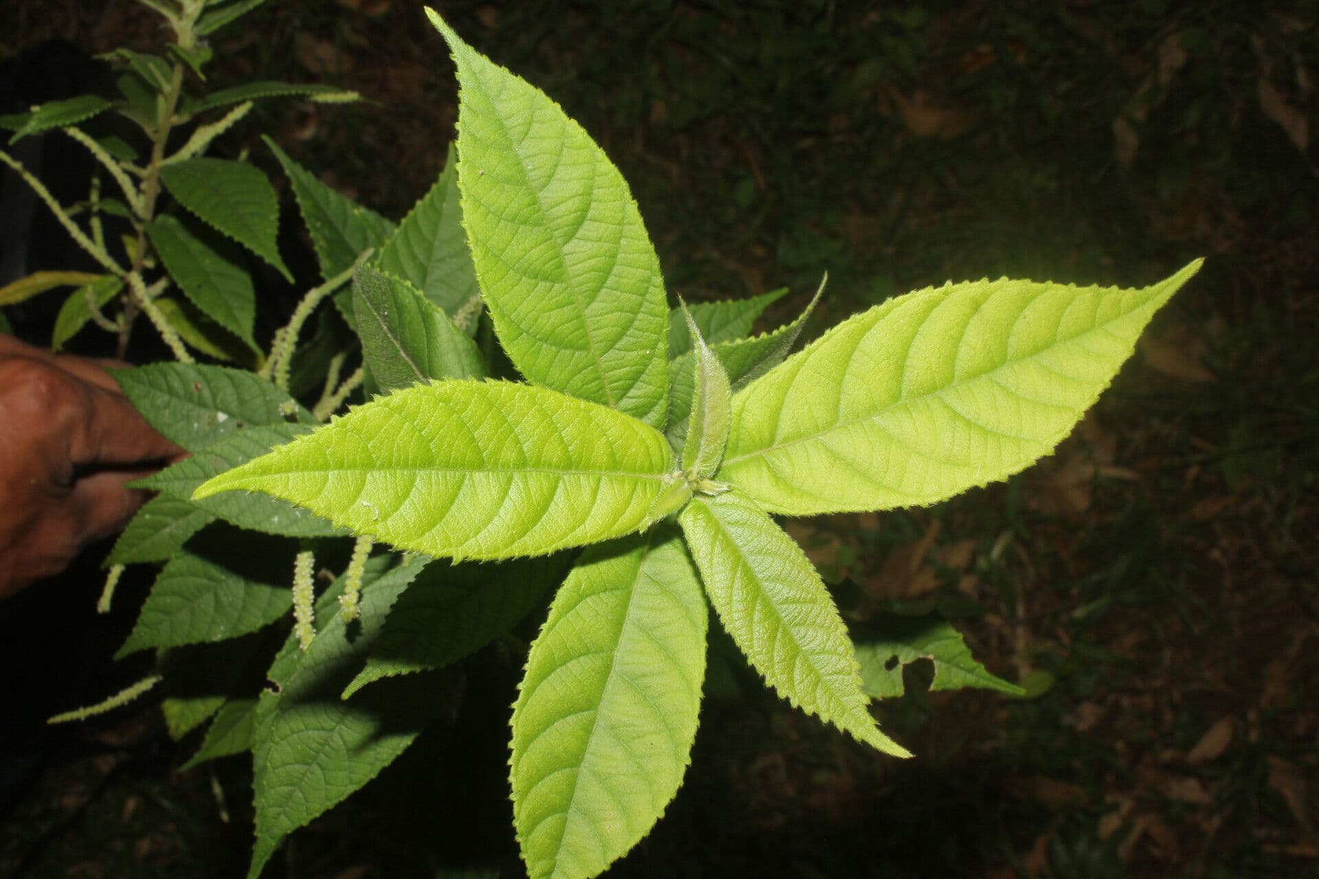 Acalifa 7