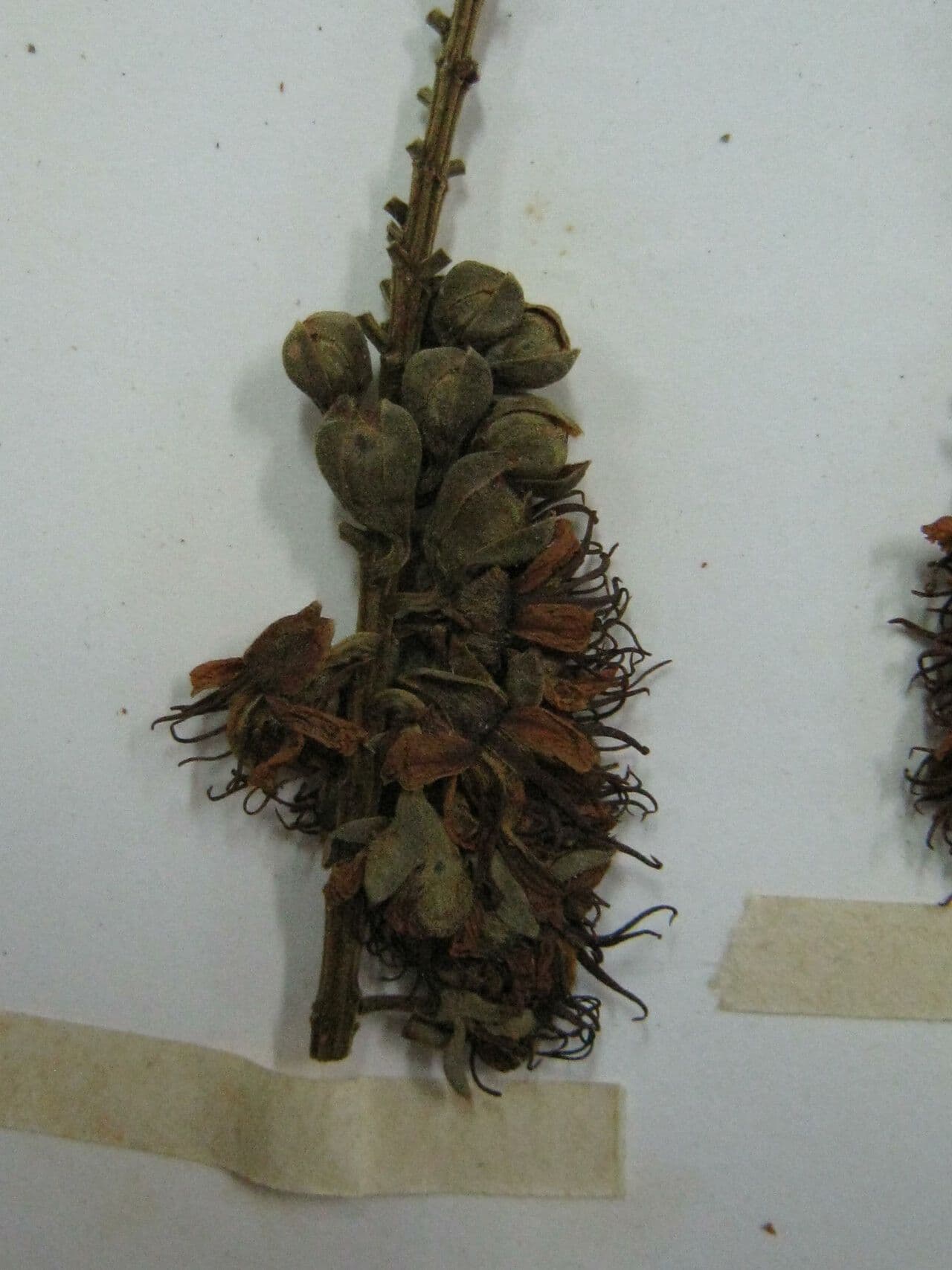 Tachigali 3