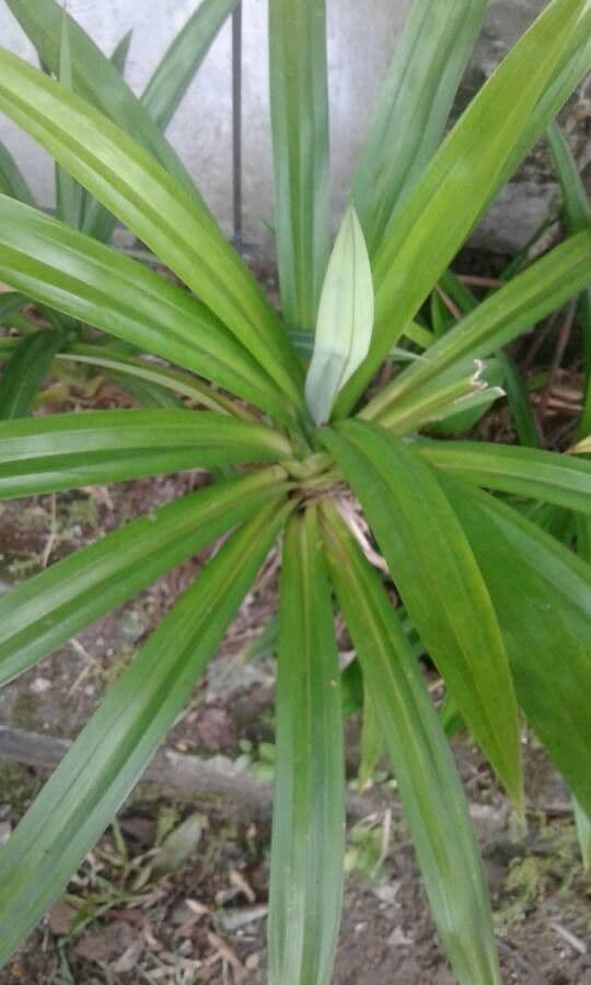 Pandanus pourpre 10