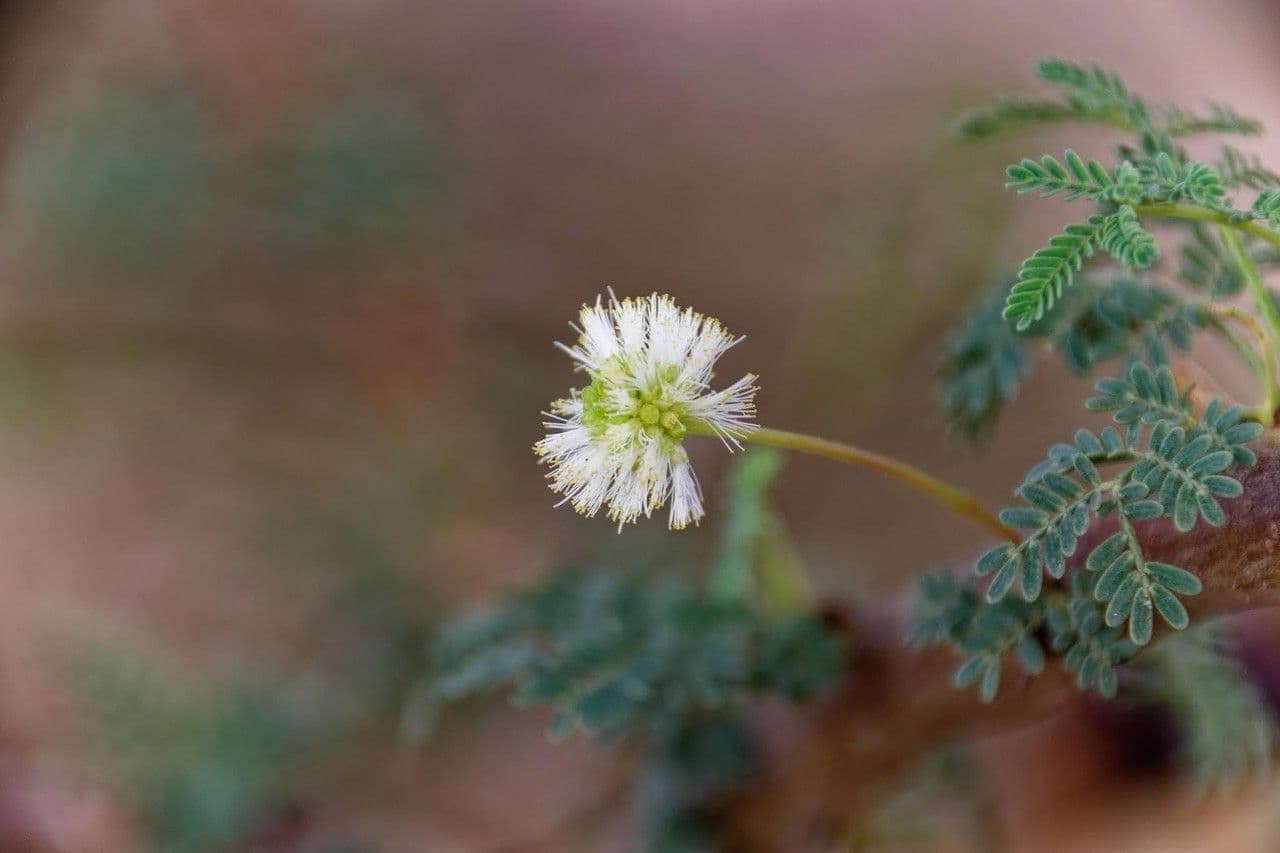 Acacia tortuosa 10