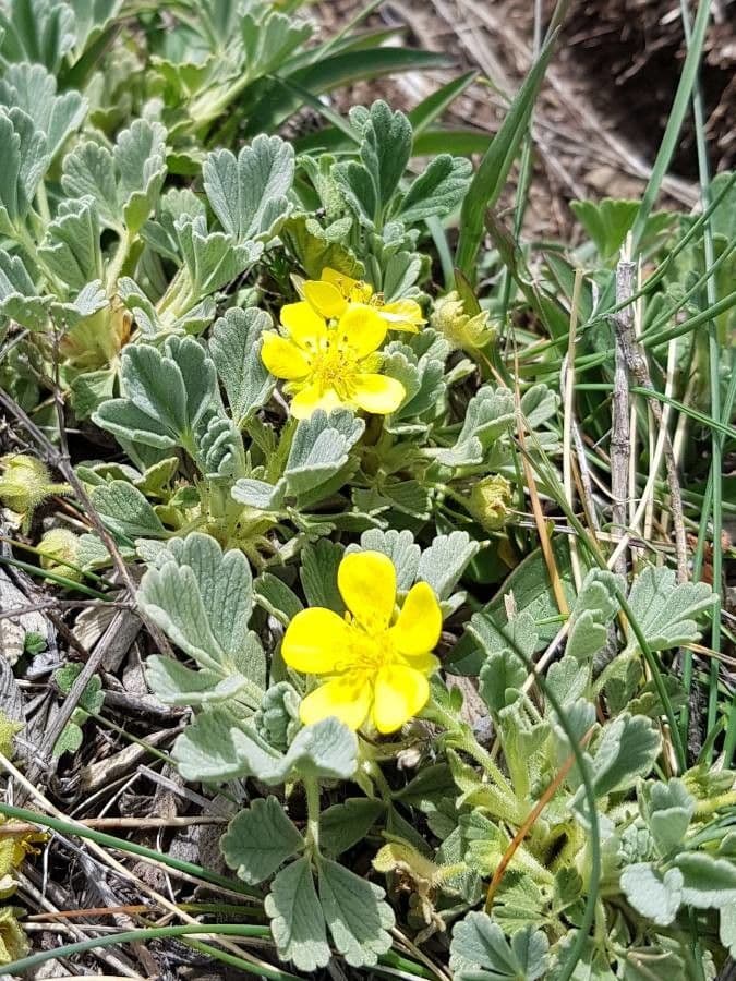 Potentilla