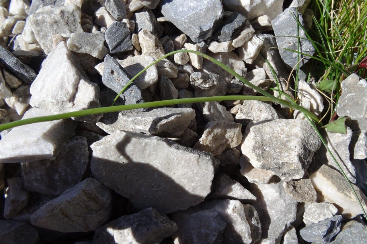 Aglio testatonda 20