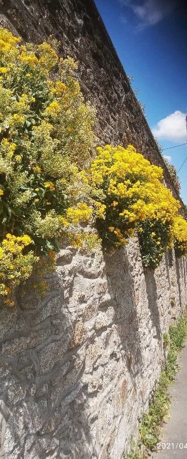 Aurinia saxatilis 24