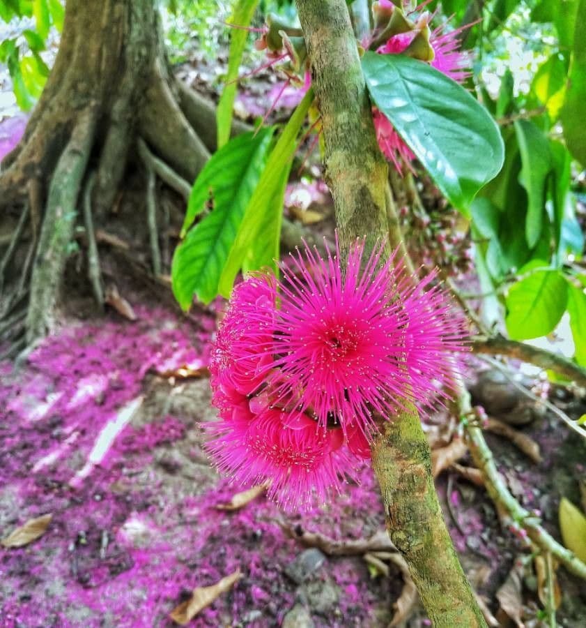 Syzygium malaccense 6