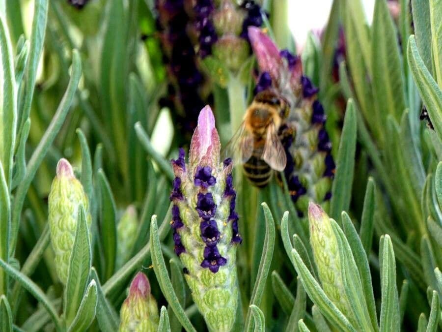 Lavanda selvatica 16