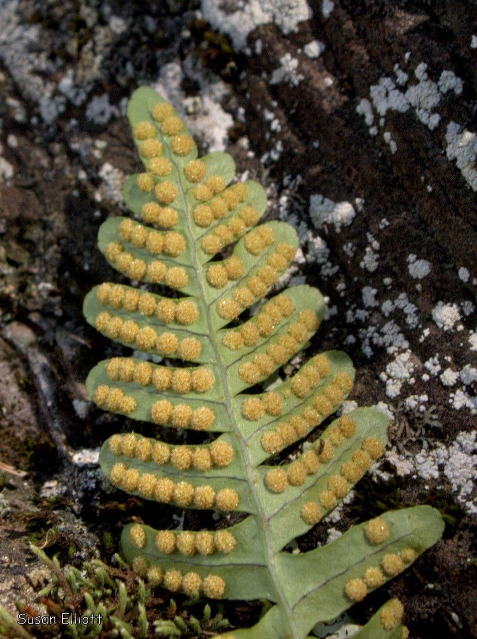 Polypodium virginianum 3