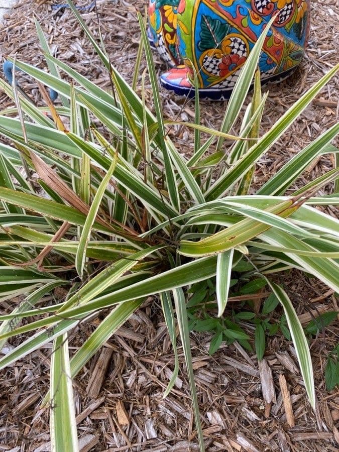 Dianella tasmanská 15