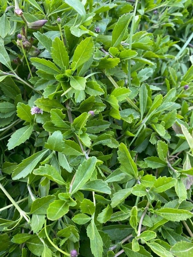 Fila nodiflora 17