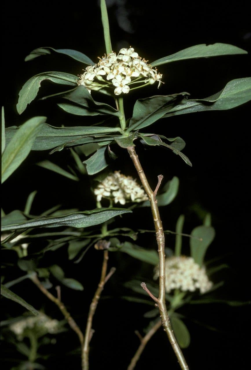 Ovidia 4