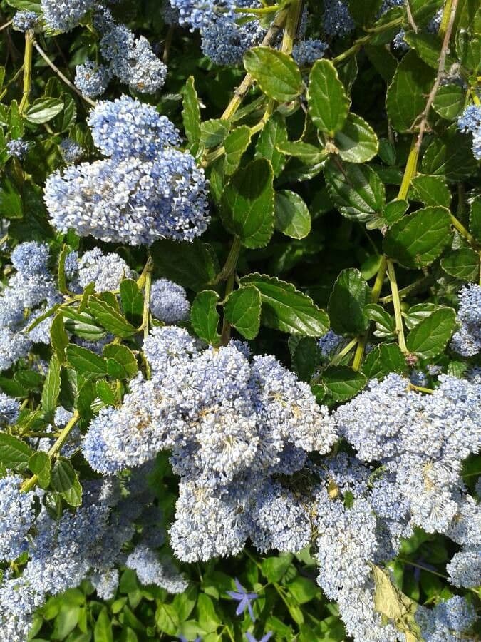 Ceanothus plstnatý 3
