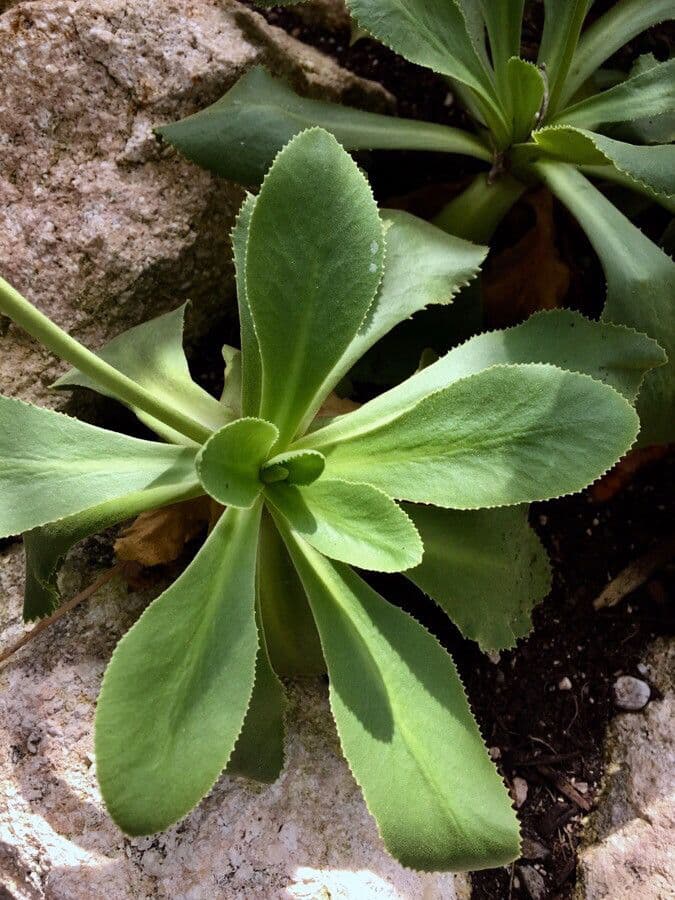 Primula 10