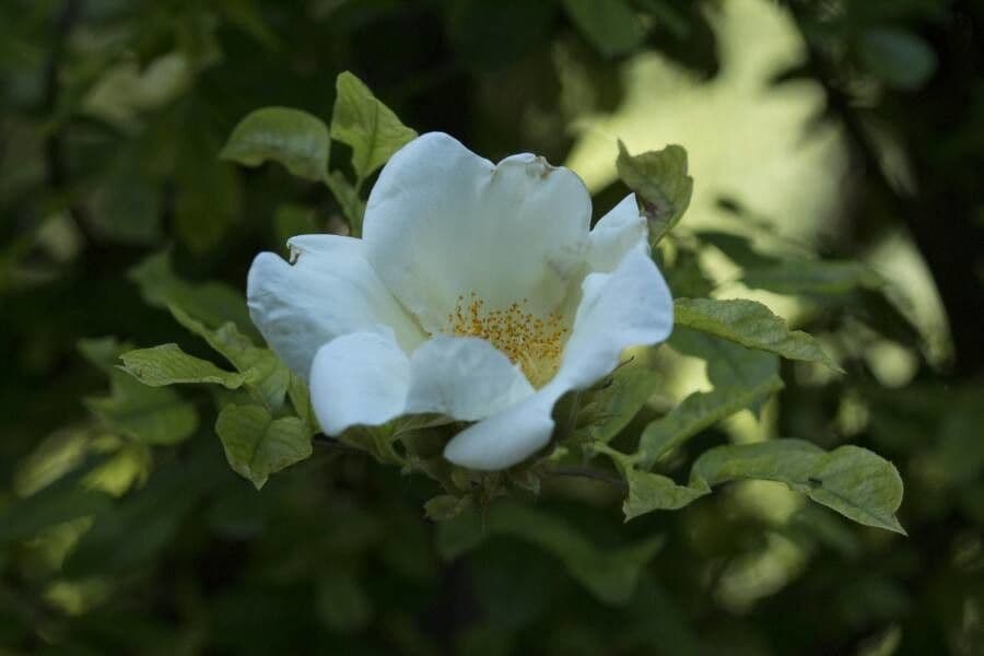 Apfel-Rose 7