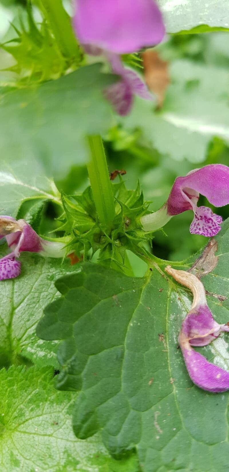 Falsa ortica macchiata 5