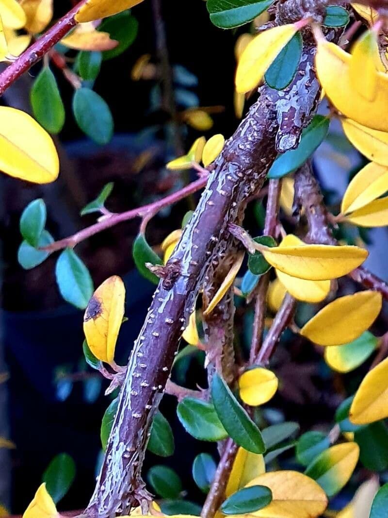 Cotoneaster di Dammer 25