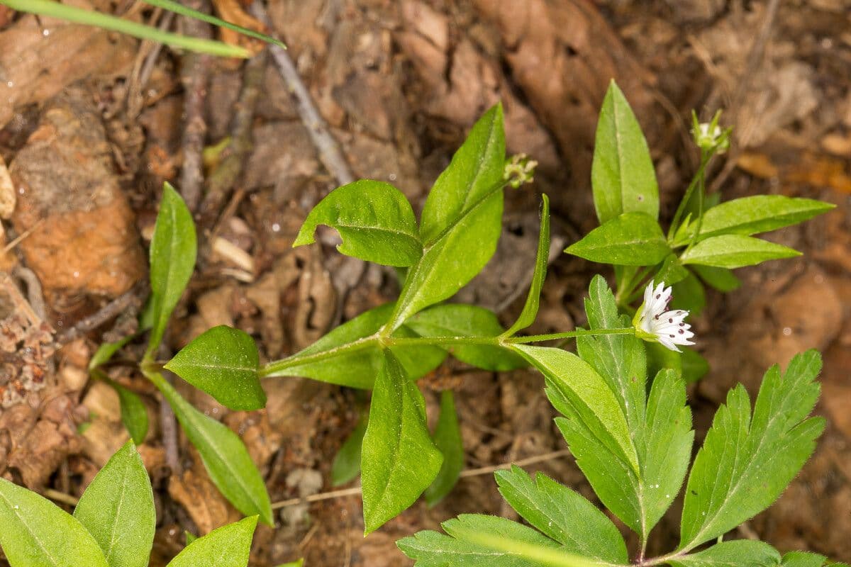 Pseudostellaria 4