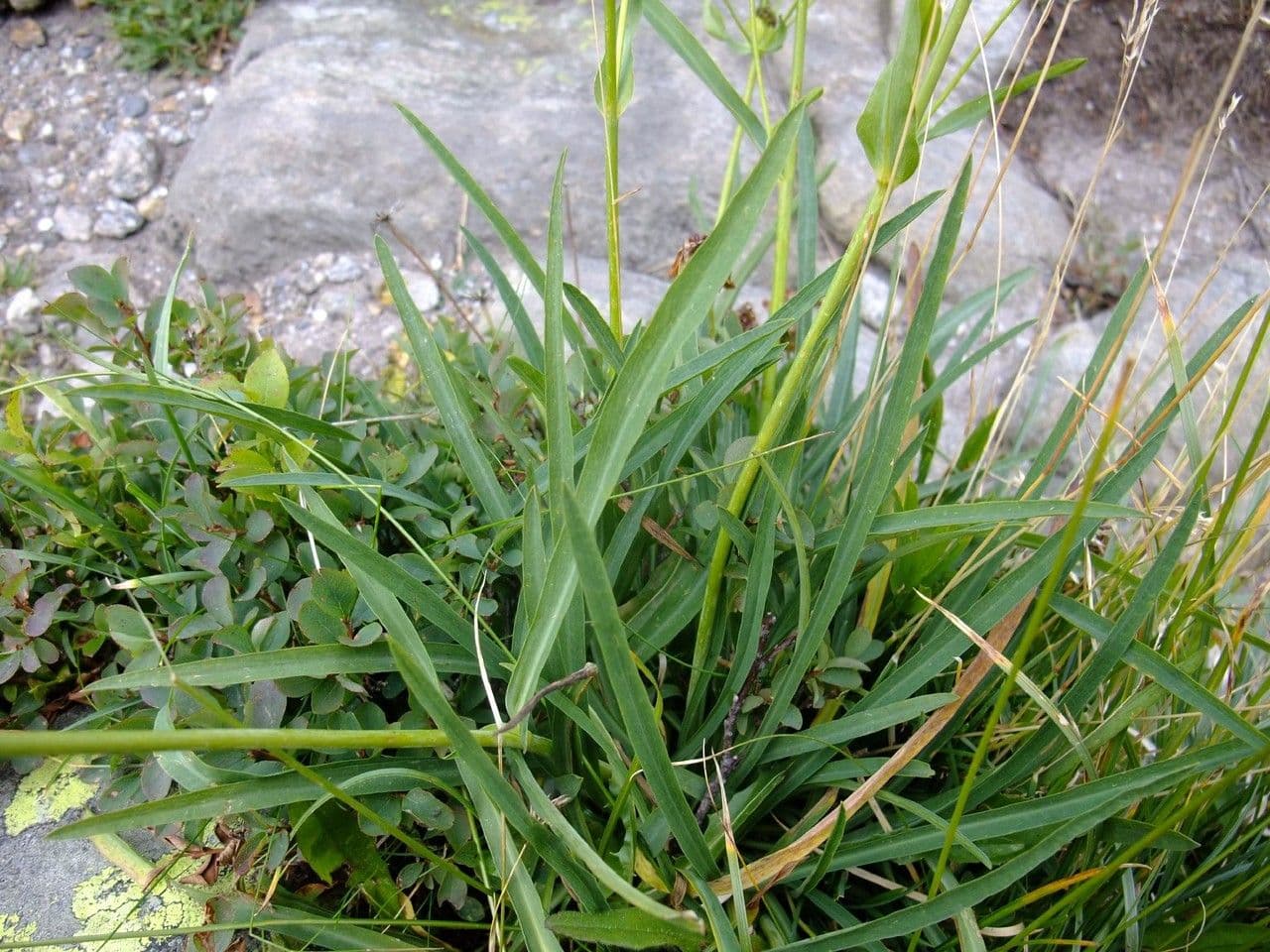 Bupleurum stellatum 11