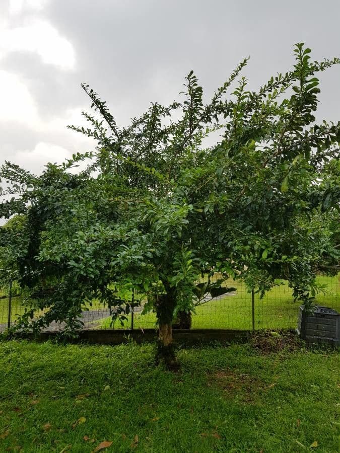 Tabernaemontana 13