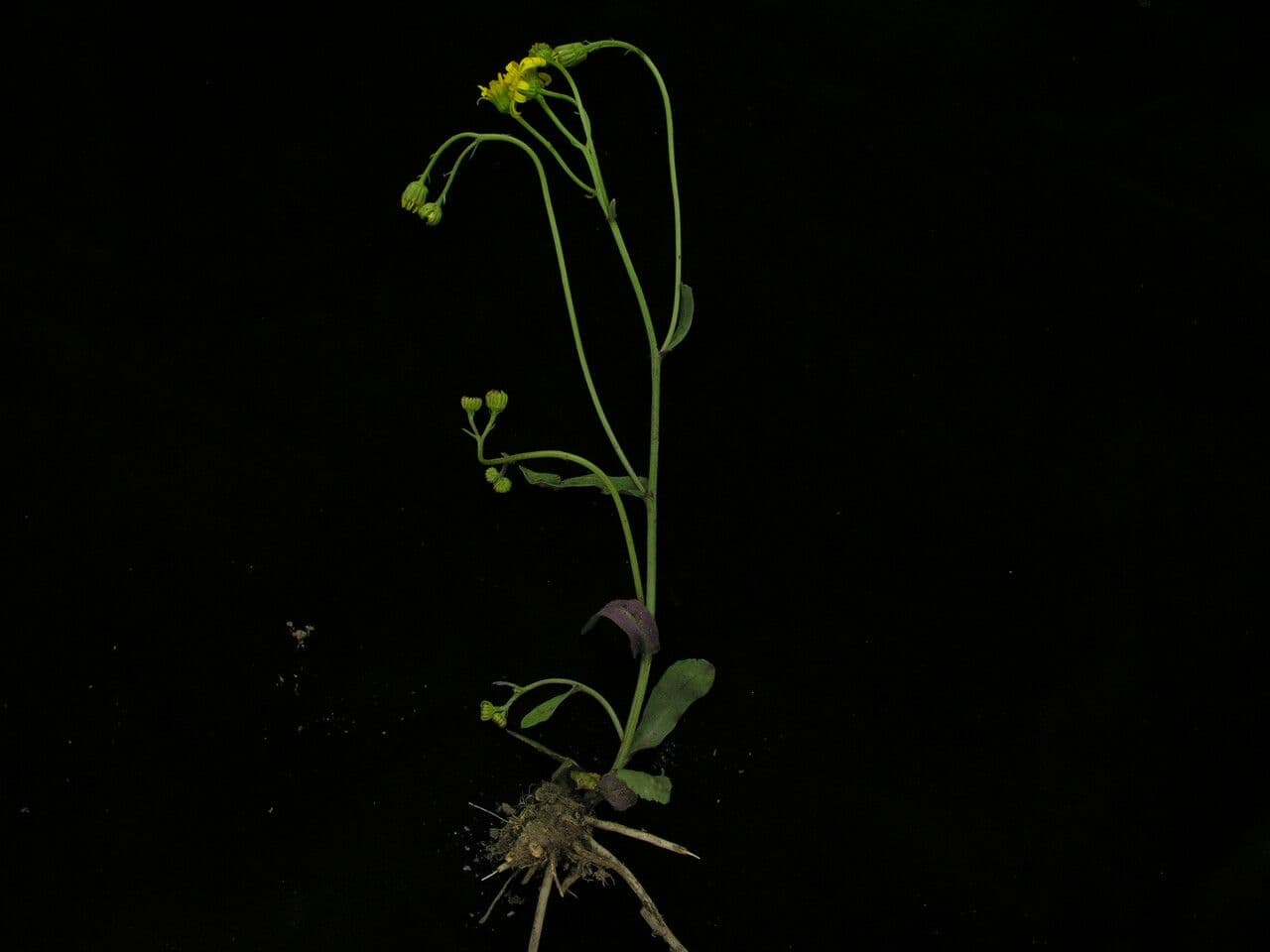 Gynura 3