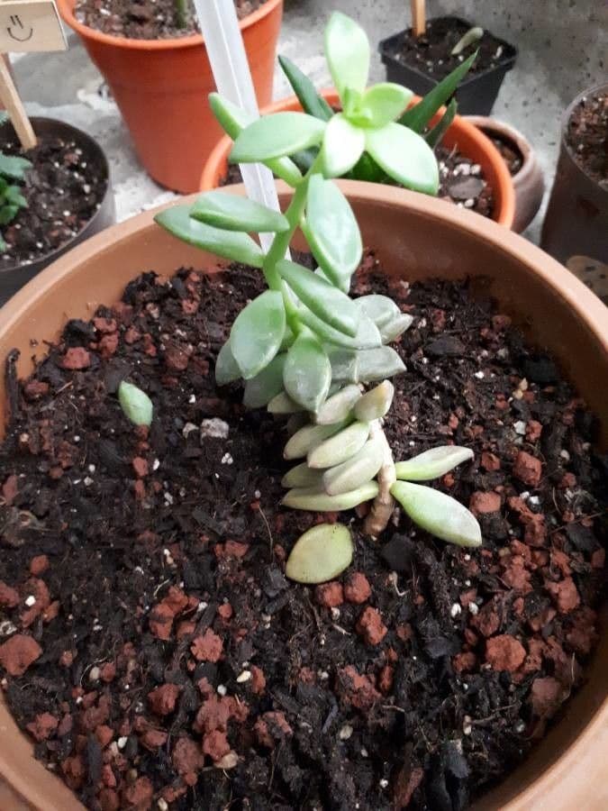 Pachyphytum 2
