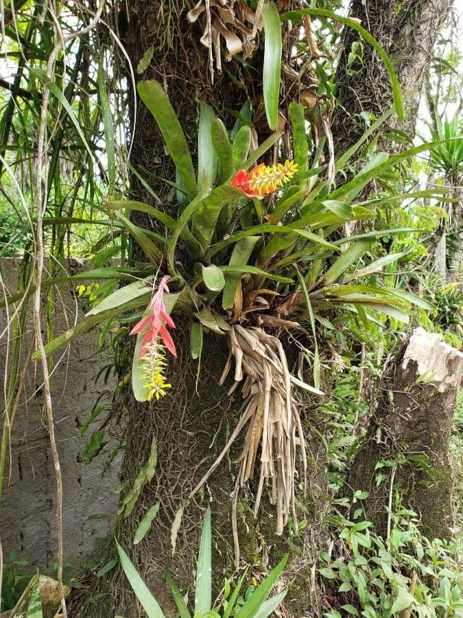 Aechmea nudicaulis 15