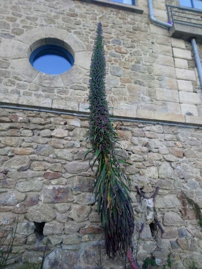 Echium di Wildpret 8