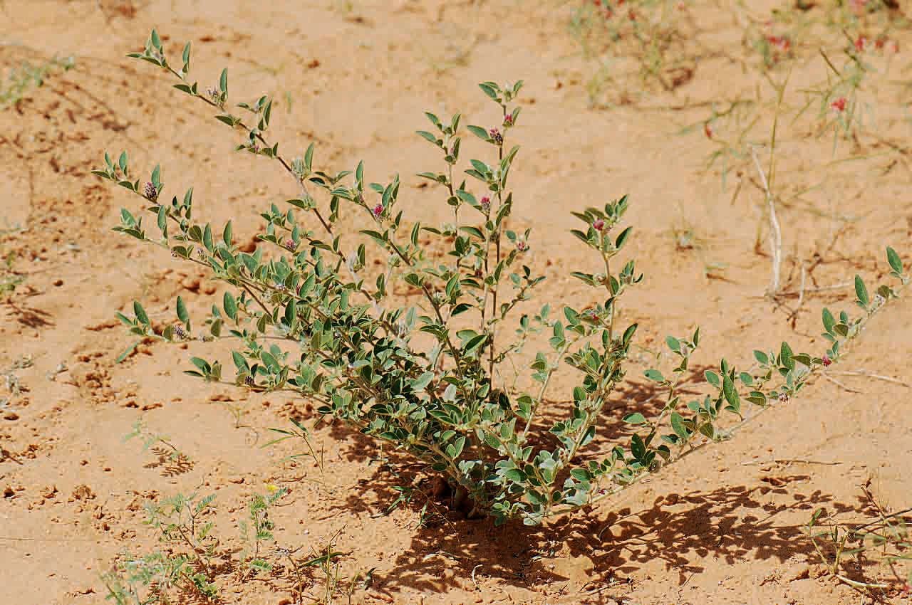 Indigofera diphylla 16