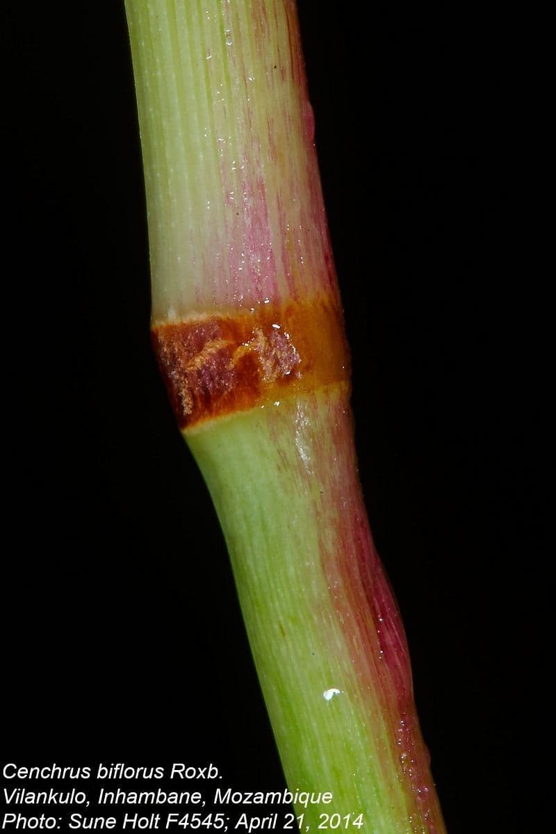 Cenchrus biflorus 21