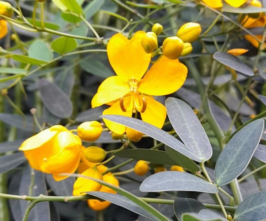 Senna pendula 5