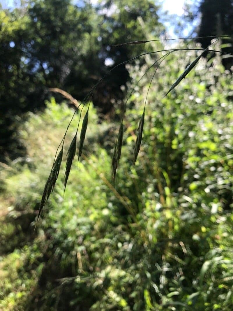 Wald-Trespe 7