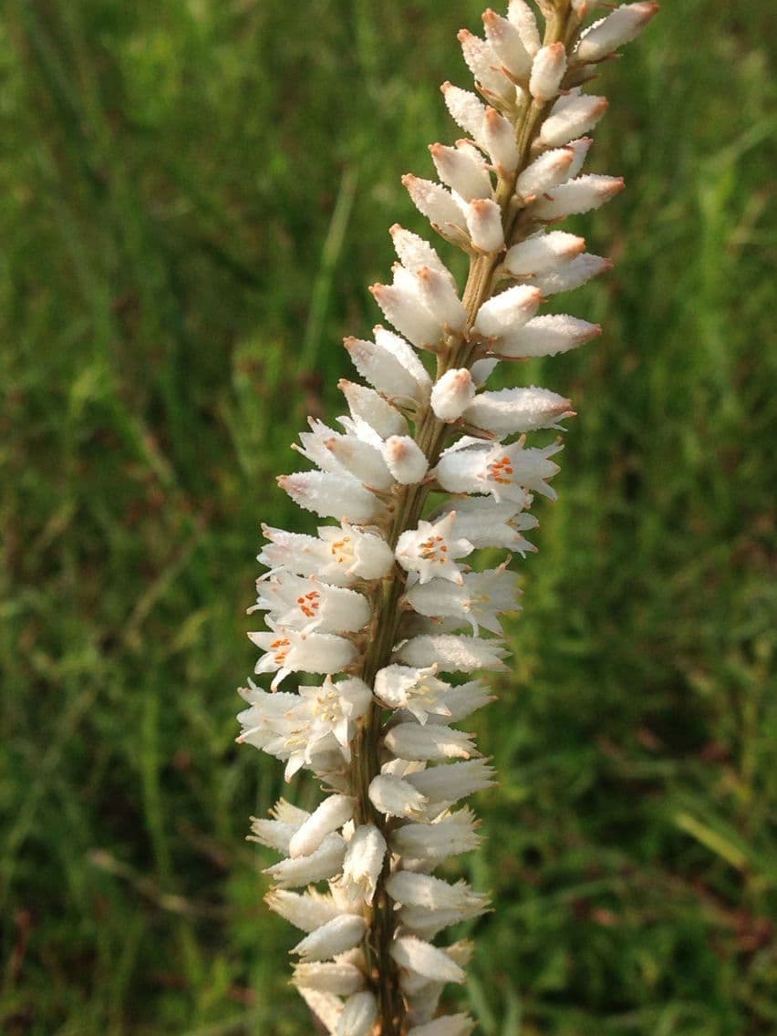Aletris farinosa 3